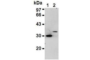 Western Blotting (WB) image for anti-His Tag antibody (ABIN1105145) (His Tag 抗体)