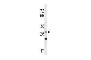 Western blot analysis in NCI-H292 cell line lysates (35ug/lane). (WNT3A 抗体  (AA 151-180))