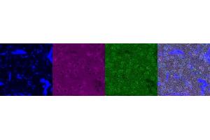 Immunohistochemistry (IHC) image for anti-Serotonin Receptor 1A (HTR1A) antibody (ABIN7456239) (Serotonin Receptor 1A 抗体)