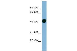 H2AFY antibody used at 1 ug/ml to detect target protein. (H2AFY 抗体  (N-Term))