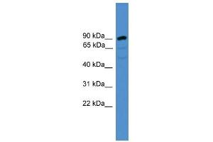 ARMC8 antibody used at 0. (ARMC8 抗体  (N-Term))