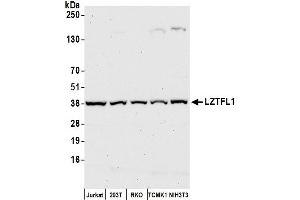 Western Blotting (WB) image for anti-Leucine Zipper Transcription Factor-Like 1 (LZTFL1) (AA 150-200) antibody (ABIN7449196)