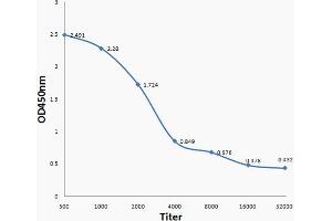Antigen: Clostridium perfringens type D, 2ug/100ul, Primary: Antiserum, 1:500, 1:1000, 1:2000, 1:4000, 1:8000, 1:16000, 1:32000, Secondary: HRP conjugated Goat Anti-Rabbit IgG  at 1: 5000, TMB staining Read the data in MicroplateReader by 450nm, (Clostridium Perfringens Type D 抗体)
