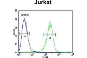 Flow cytometric analysis of Jurkat cells using HADHB Antibody (C-term) Cat. (HADHB 抗体  (C-Term))
