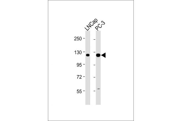 DSPP 抗体  (AA 47-76)