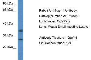 Western Blotting (WB) image for anti-Neurexophilin 1 (NXPH1) (N-Term) antibody (ABIN2786245)