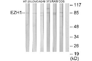 Immunohistochemistry analysis of paraffin-embedded human brain tissue using EZH1 antibody. (EZH1 抗体)