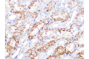 Immunohistochemistry of paraffin-embedded mouse kidney using EBP1/PG4 Rabbit mAb (ABIN7269550) at dilution of 1:100 (40x lens). (PA2G4 抗体)
