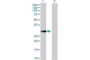 Western Blot analysis of BDNF expression in transfected 293T cell line by BDNF MaxPab polyclonal antibody. (BDNF 抗体  (AA 1-255))