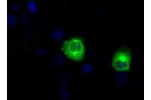 Anti-LIPG mouse monoclonal antibody (ABIN2453242) immunofluorescent staining of COS7 cells transiently transfected by pCMV6-ENTRY LIPG (RC209248). (LIPG 抗体)