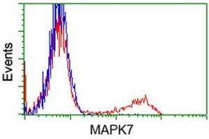 HEK293T cells transfected with either RC203506 overexpress plasmid (Red) or empty vector control plasmid (Blue) were immunostained by anti-MAPK7 antibody (ABIN2454053), and then analyzed by flow cytometry. (MAPK7 抗体)