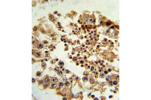 Formalin-fixed and paraffin-embedded human testis tissue reacted with HNF4G Antibody (N-term), which was peroxidase-conjugated to the secondary antibody, followed by DAB staining. (HNF4 gamma 抗体  (N-Term))