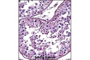 HDAC4 Antibody (C-term) (ABIN657638 and ABIN2846634) immunohistochemistry analysis in formalin fixed and paraffin embedded human testis tissue followed by peroxidase conjugation of the secondary antibody and DAB staining. (HDAC4 抗体  (C-Term))