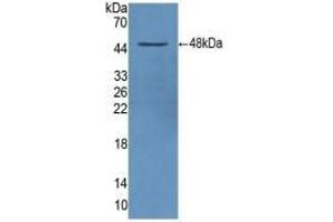 Western Blotting (WB) image for anti-serpin Peptidase Inhibitor, Clade A (Alpha-1 Antiproteinase, Antitrypsin), Member 1 (SERPINA1) (AA 25-418) antibody (ABIN7429052)