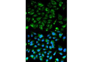 Immunofluorescence analysis of HeLa cell using PRKAR1A antibody.