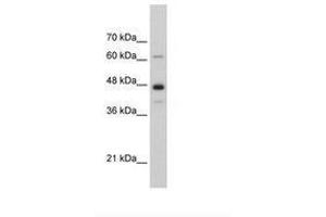 Image no. 1 for anti-Nuclear RNA Export Factor 1 (NXF1) (AA 78-127) antibody (ABIN6736311)