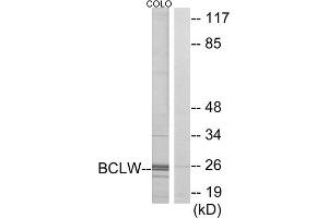Western blot analysis of extracts from COLO cells, using BCLW antibody. (BCL2L2 抗体  (C-Term))