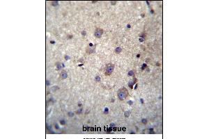 HBQ1 Antibody (N-term) (ABIN656920 and ABIN2846115) immunohistochemistry analysis in formalin fixed and paraffin embedded human brain tissue followed by peroxidase conjugation of the secondary antibody and DAB staining. (HBQ1 抗体  (N-Term))