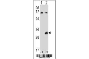 Western blot analysis of TSSK6 using rabbit polyclonal TSSK6 Antibody using 293 cell lysates (2 ug/lane) either nontransfected (Lane 1) or transiently transfected (Lane 2) with the TSSK6 gene. (TSSK6 抗体  (C-Term))