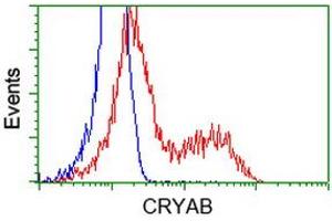 Image no. 3 for anti-Crystallin, alpha B (CRYAB) antibody (ABIN1497641) (CRYAB 抗体)