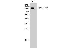 Western Blotting (WB) image for anti-EPH Receptor B1/2/3/4 (Lys15) antibody (ABIN3184510) (EPH Receptor B1/2/3/4 (Lys15) 抗体)