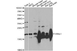 Western blot analysis of extracts of various cell lines, using VSNL1 Antibody. (VSNL1 抗体)
