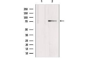Western blot analysis of extracts from mouse brain, using MTO1 antibody. (MTO1 抗体  (N-Term))