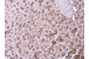 IHC-P Image NFIB antibody [N1C2] detects NFIB protein at nucleus on mouse liver by immunohistochemical analysis.
