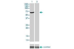 Western Blotting (WB) image for anti-V-Akt Murine Thymoma Viral Oncogene Homolog 1 (AKT1) (AA 381-480) antibody (ABIN559827)