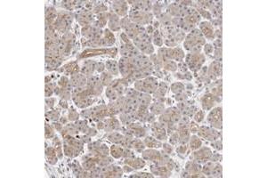 Immunohistochemical staining of human pancreas with MLLT4 polyclonal antibody  shows distinct positivity in acinar luminal membranes at 1:200-1:500 dilution.