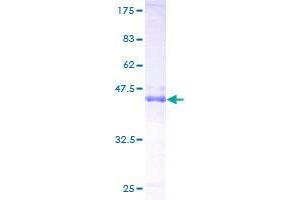 RRAS2 Protein (AA 1-204) (GST tag)