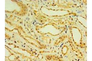 Immunohistochemistry of paraffin-embedded human kidney tissue using ABIN7150881 at dilution of 1:100 (DNAL1 抗体  (AA 41-190))