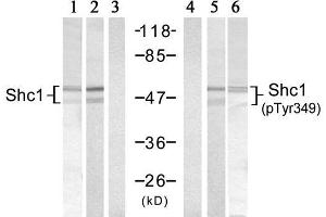 Western blot analysis of extracts from 293 cells, using Shc1 (Ab-349) Antibody (E021316, Lane 1, 2 and 3) and Shc1 (Phospho-Tyr349) Antibody (E011316, Lane 4, 5 and 6). (SHC1 抗体)