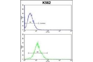 ATP12A Antibody (Center) (ABIN652631 and ABIN2842421) flow cytometric analysis of k562 cells (bottom histogram) compared to a negative control cell (top histogram). (ATP12A 抗体  (AA 833-859))