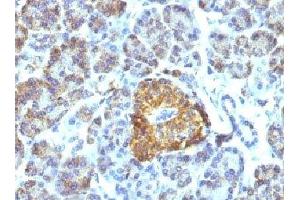 IHC testing of FFPE pancreas tissue with HSP60 antibody (HSPD1 抗体)