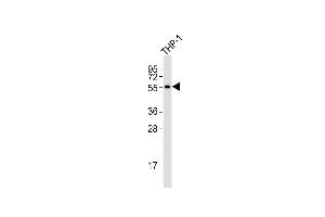 Anti-SSTR1 Antibody (C-term) at 1:4000 dilution + THP-1 whole cell lysates Lysates/proteins at 20 μg per lane. (SSTR1 抗体  (C-Term))