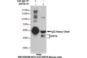 Immunoprecipitation analysis of Hela cell lysates using SIRT6 mouse mAb. (SIRT6 抗体)