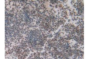 IHC-P analysis of Mouse Spleen Tissue, with DAB staining. (IRF2 抗体  (AA 1-349))