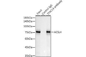 Immunofluorescence (IF) image for anti-Acyl-CoA Synthetase Long-Chain Family Member 4 (ACSL4) antibody (ABIN7265424)