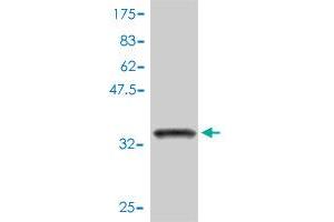 Western Blot detection against Immunogen (34. (FKBP1B 抗体  (AA 1-80))
