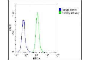 Overlay histogram showing A549 cells stained with (ABIN1881694 and ABIN2838842)(green line). (Kallikrein 10 抗体  (C-Term))