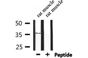 Western blot analysis of extracts from rat muscle, using OR5V1 Antibody. (OR5V1 抗体)