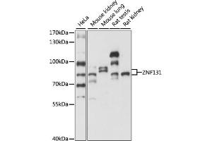 Western blot analysis of extracts of various cell lines, using ZNF131 antibody (ABIN7271453) at 1:1000 dilution. (ZNF131 抗体  (AA 80-240))