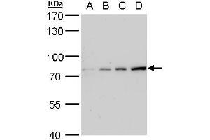 WB Image Grp78 antibody detects Grp78 protein by western blot analysis. (GRP78 抗体  (C-Term))