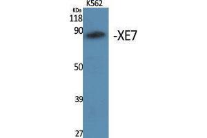 Western Blotting (WB) image for anti-A Kinase (PRKA) Anchor Protein 17A (AKAP17A) (C-Term) antibody (ABIN3177953) (SFRS17A 抗体  (C-Term))