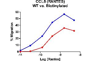 Cells expressing recombinant CCR5 were assayed for migration through a transwell filter at various concentrations of WT Rantes or Biotinylated Rantes. (CCL5 Protein (AA 24-91) (Biotin))