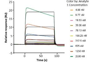 Assessment of binding of human Fc gamma RIIb / CD32b, immobilized on a CM5 chip via an anti-His antibody, to anti-HER2 human IgG1 (trastuzumab) using a Biacore 8K instrument.