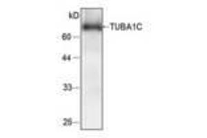Image no. 1 for anti-Tubulin, alpha 1c (TUBA1C) antibody (ABIN791482) (TUBA1C 抗体)