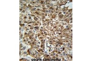 Immunohistochemistry (IHC) image for anti-WD Repeat Domain 43 (WDR43) antibody (ABIN3002363) (WDR43 抗体)