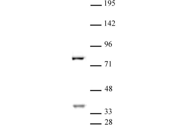 CENPB 抗体  (C-Term)